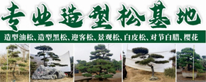 泰安中兴园林绿化有限公司