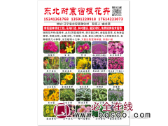 芝樱 丛生福禄考 粉色花海打造 花期长 东北花卉 龙源花卉图1