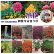 青州市承艳花卉苗木种植专业合作社