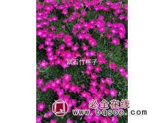 美国地被石竹 欧石竹苗 种植基地 整箱发货 雅芳宿根园图1