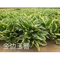 金边玉簪 白花 花叶系列 营养钵小苗 绿化工程苗 规格全 春柳宿根花卉园