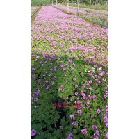 红花醡浆草 种植基地 地被 芽多 长势旺盛 无病虫害 青州花卉基地