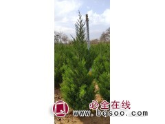 龙柏苗 龙柏造型 河南龙柏基地 御园春苗木 专供绿化苗木图1