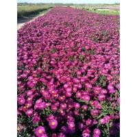 荷兰菊 荷兰菊盆栽苗出售 庭院花坛地被绿化观赏花 色彩鲜艳 天元花卉
