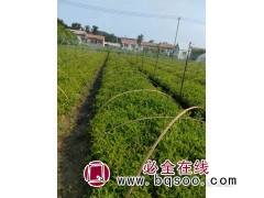 丛生红王子锦带小苗 花红艳丽耐寒耐旱 花期长 顺天苗木图1