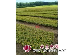 金焰绣线菊 粉花扦插小苗 落叶耐寒地被杯苗 顺天苗木图1