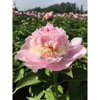 临夏牡丹芍药花卉基地 精品芍药 腾地 苗