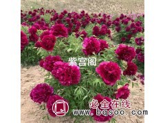 甘肃紫斑牡丹种苗哪里买 康乐莲峰芍药生物图2