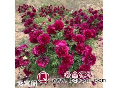 甘肃紫斑牡丹种苗哪里买 康乐莲峰芍药生物图3
