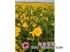 大花萱草 品种繁多 花期长 植株易存活 金娃娃萱草 盛辉苗木图1