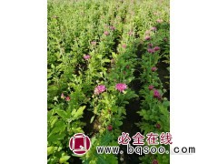 盆栽观赏花卉菊花 冠幅约30冠幅 带盆发货 东北花卉 盛辉图1