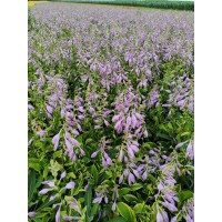 紫萼玉簪 品种多 可供挑选 绿化花卉 适应性强 鞍山花卉 盛辉花卉苗木