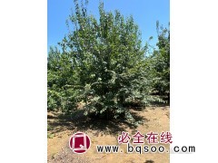 暴马丁香 丛生暴马丁香树 丁香小苗基地直发 芃泰园林 丁香图1