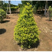 金叶丝绵木球 高3-8米风景观赏树 庭院道路绿化 芃泰园林
