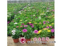 花坛花卉非洲菊 扶郎花 花色多样 景点摆设用花 切花材料 刘彬花卉 青州花卉图1