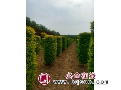 金叶榆造型 金叶榆柱价格 河北金叶榆基地 润森园林绿化图1