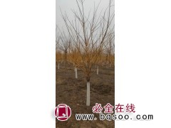 河北金枝槐 金枝槐价格 金枝槐销售价格 金枝槐基地 润森园林图1