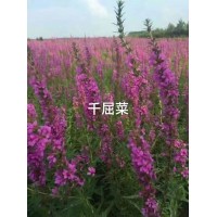 千屈菜 耐寒喜光喜潮湿 河岸湖畔绿化用苗 鞍山花卉 双赢花卉苗木基地