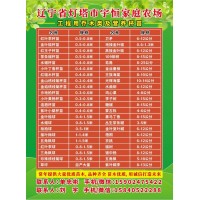 红叶李苗 红叶李杯苗价格 东北苗木基地 宇恒家庭农场 红叶李