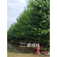 彩叶行道树 园林庭院绿化 娜塔栎风景树 枝叶茂 卉枫彩叶绿化