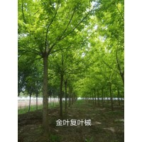 金叶复叶槭-为落叶乔木，高10m左右，属速生树种 复叶槭 卉枫彩叶绿化苗木