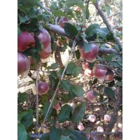红啊士苹果品牌 苹果苗繁育销售 河北苹果苗 步勤果树繁育