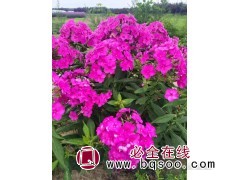 芝樱 多花色 丛生宿根福禄考批发 花期长 花海 盛辉宿根花卉图1