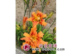 金娃娃萱草 大花萱草 东北萱草苗 鞍山草花销售 盛辉宿根花卉图1