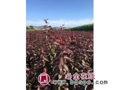 红叶李小苗大量供应 东北苗木 东北红叶李杯苗 景新苗木基地图1