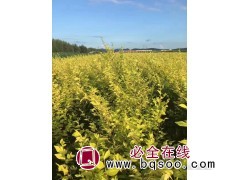 金叶榆苗 金叶榆杯苗 东北金叶榆基地 东北苗木 景新苗木图1