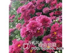 双色盆菊花 广场公园景区美化 观赏性花卉 适应性强 绿亚花卉图1