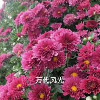 双色盆菊花 广场公园景区美化 观赏性花卉 适应性强 绿亚花卉