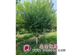 碧桃-红叶碧桃-河北苗木基地-碧桃工程苗-博野县启辰苗圃场图1