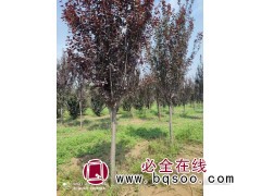 高杆红叶李 品质一级 可售卖地全国 根系发达株健壮 华阳农林图1