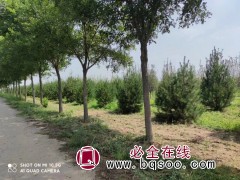 国槐 露天栽培 基地直发 易成活 庭院行道树 陕西华阳农林图1