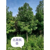 供应新品种 北美枫香 道路景观绿化树 别墅区栽植 绿景园林