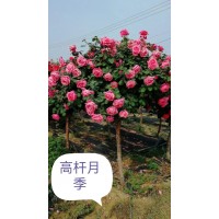 高杆月季花 盆栽单杆 树状月季自产销 大花月季产地 绿景园林