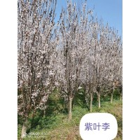 高杆红叶李 品质一级 可售卖地全国 根系发达植株健壮 适应力强 南阳绿景园林