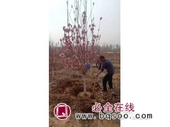 行道风景树广玉兰树苗 河北广玉兰品质优 红花玉兰 绿森苗圃图1