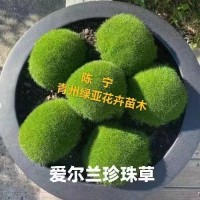 爱尔兰珍珠草 地被绿化草 花镜花坛配植 花海打造 绿亚花卉