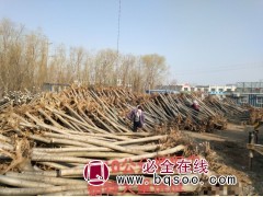裸根白蜡大量供应 滨州白蜡基地 白蜡行道树 滨州顺鑫园林图1