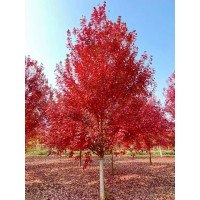 美国红枫 规格全 秋火焰 绿化遮阴观赏行道红枫树 合胜园林