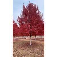 美国红枫 秋火焰 丛生4-8条主干5米绿化观赏树 美国红枫 合胜园林