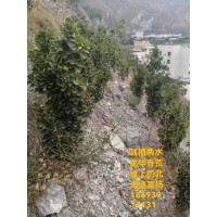 北海道黄杨苗 荒山造林黄杨苗 甘肃黄杨基地 陇南树海苗木公司