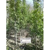 黄杨绿化苗 北海道黄杨荒山造林 黄杨苗基地 陇南树海苗木公司