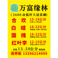 合欢行道树 大规格合欢树基地 山东合欢树基地 山东万富缘林