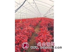 火焰南天竹小苗 美化环境 园林景观造景 叶色艳丽 美植花卉图1