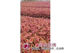 彩叶草 火焰彩叶草盆苗 观叶观赏型草花 色泽多样 凤梅花卉图1