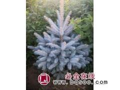 美国蓝杉苗 2-3年裸根苗美国蓝杉 扶余县瑶琪苗圃图1