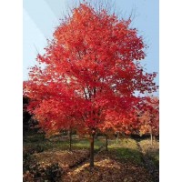 红枫10-25公分二至五年冠 美国红枫价格 泓源园林绿化
